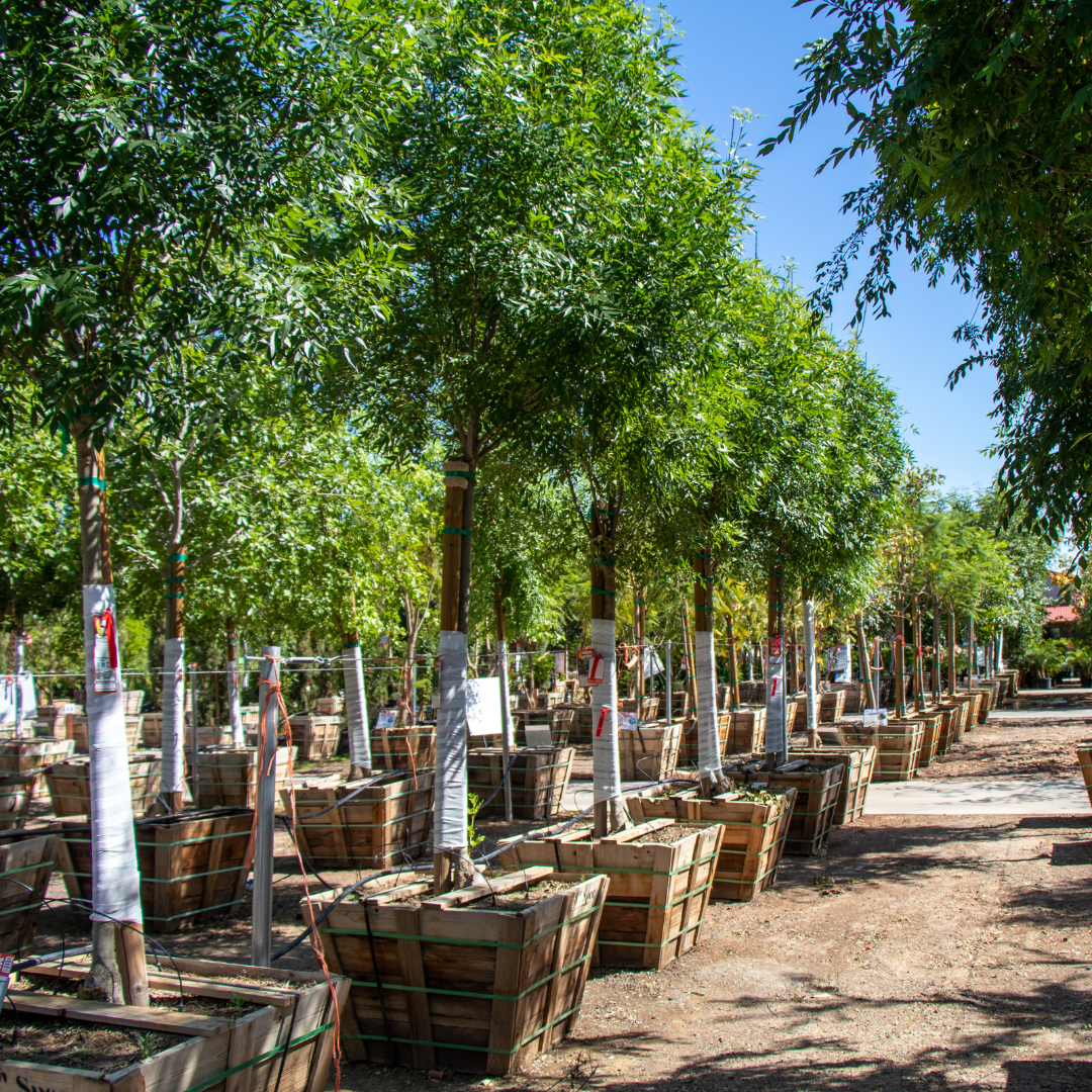 Raywood Ash | Fast Growers | Moon Valley Nurseries